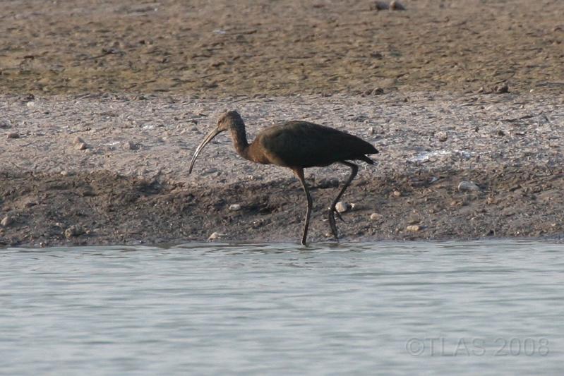 White-faced Ibis 092008 234.jpg